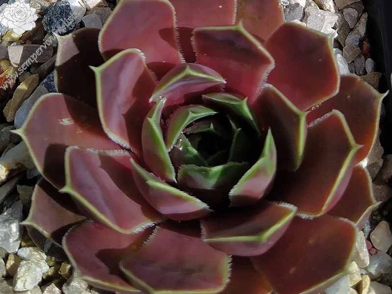 Korspelse Riwana / Jovi