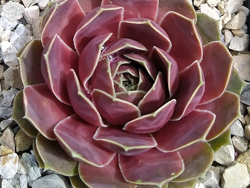 Korspelse Senne Beauty / Jovi