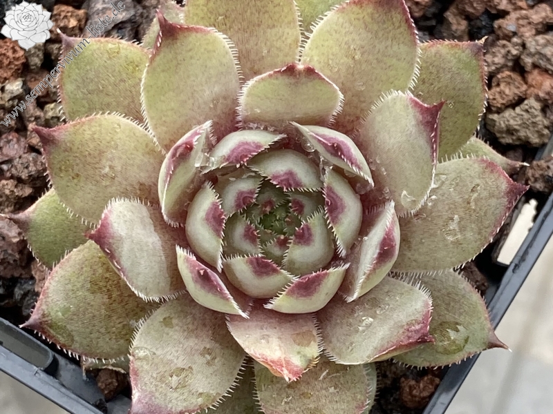 Nach dem Regen