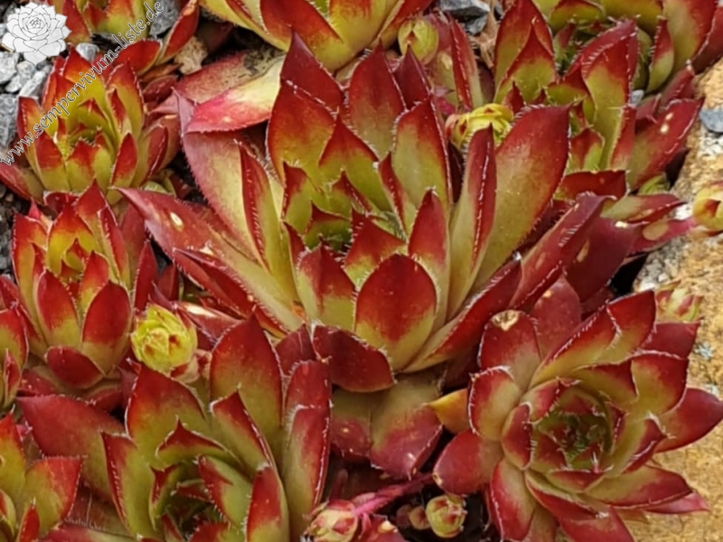 Salvano