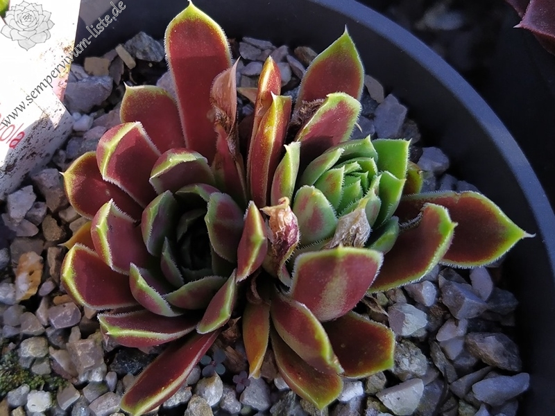 Korspelse Fayola / Jovi