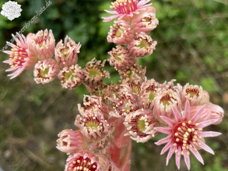 Blüte Little Flirt