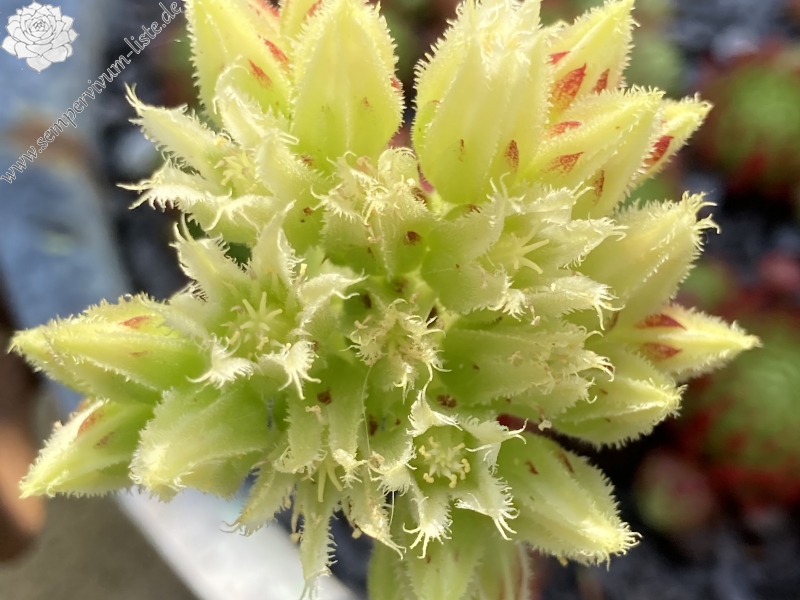 Blüte Arne /Jovi II