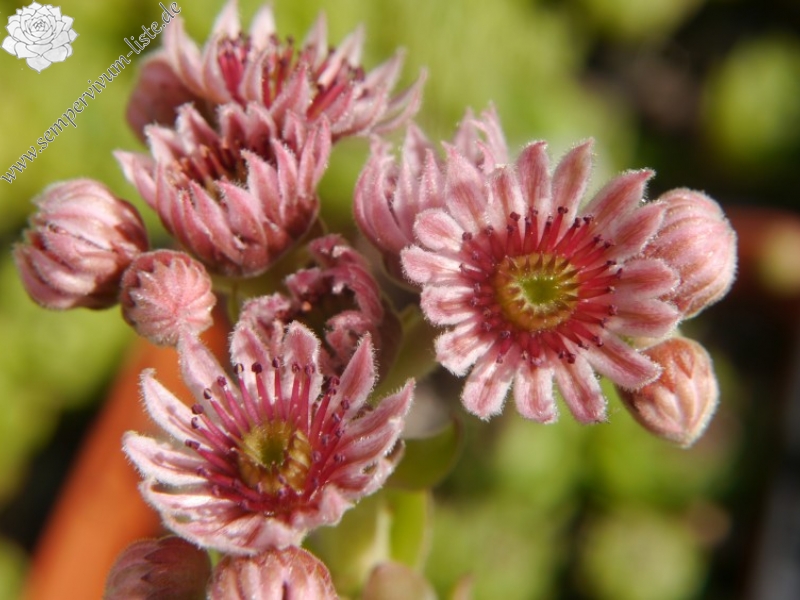 marmoreum ssp. marmoreum from Brasov