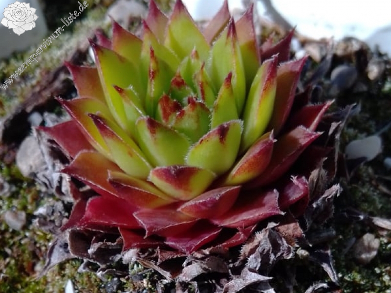 Sebonas Ananas