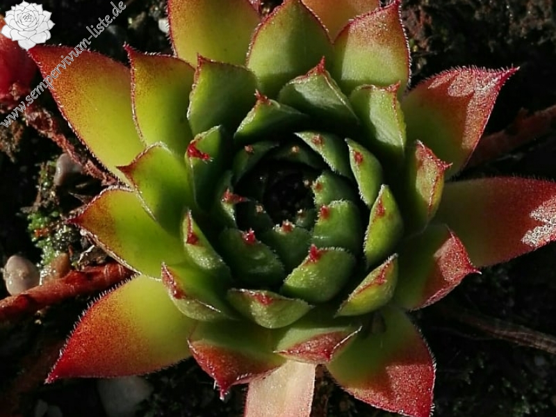 Sebonas Ananas
