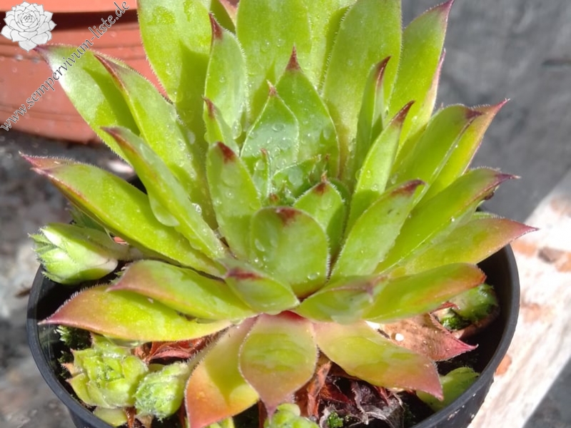 Sebonas Ananas