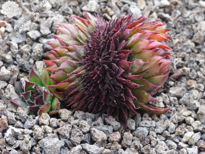 Schwarze Rose