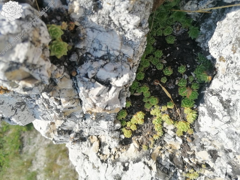 globiferum ssp. hirtum (hirtum) from Csákberény