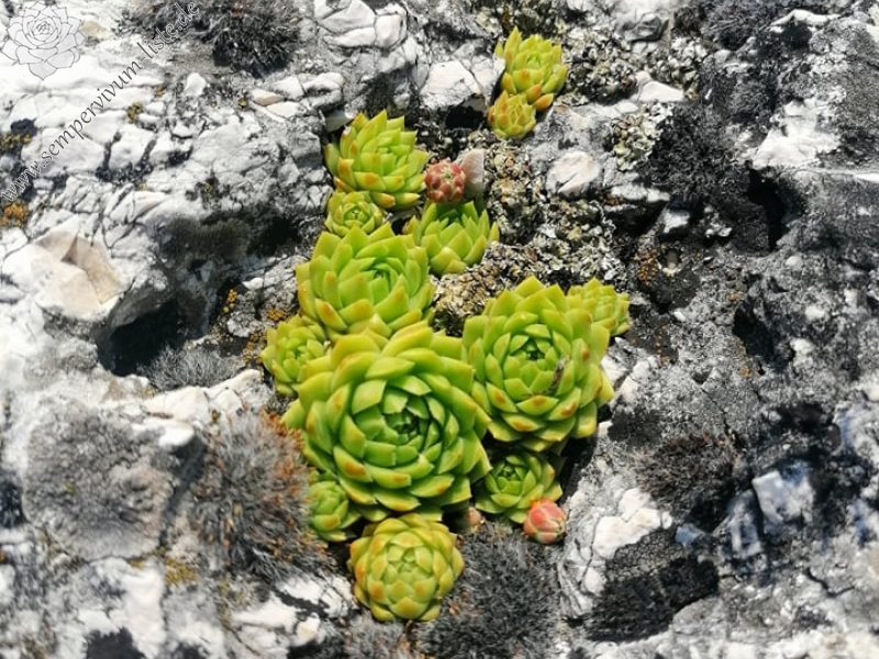 globiferum ssp. hirtum (hirtum) from Csákberény