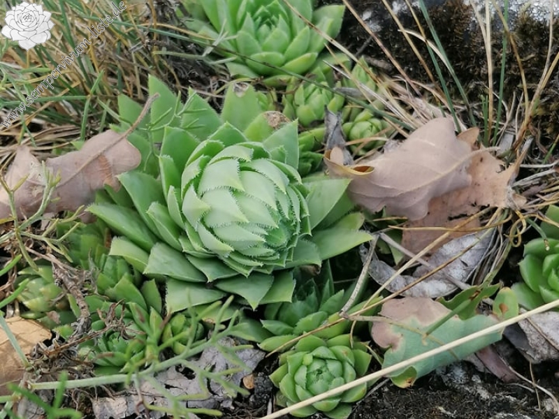 globiferum ssp. hirtum (hirtum) from Csákberény