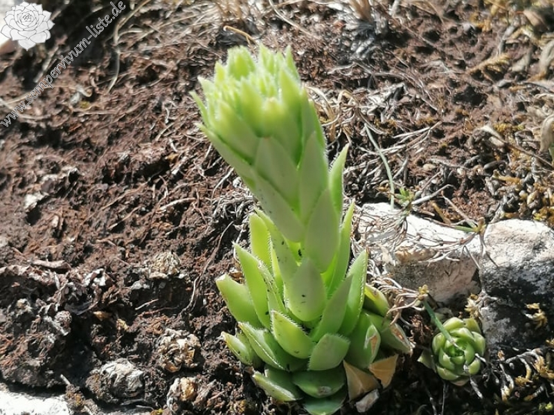 globiferum ssp. hirtum (hirtum) from Csákberény