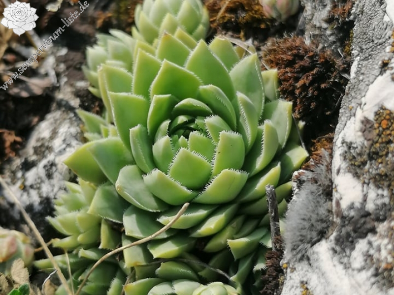 globiferum ssp. hirtum (hirtum) from Csákberény