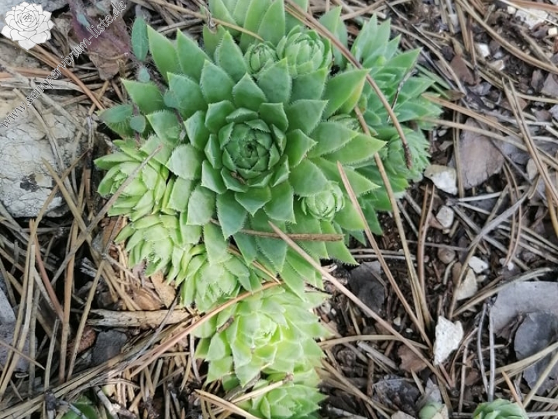 globiferum ssp. hirtum (hirtum) from Csákberény