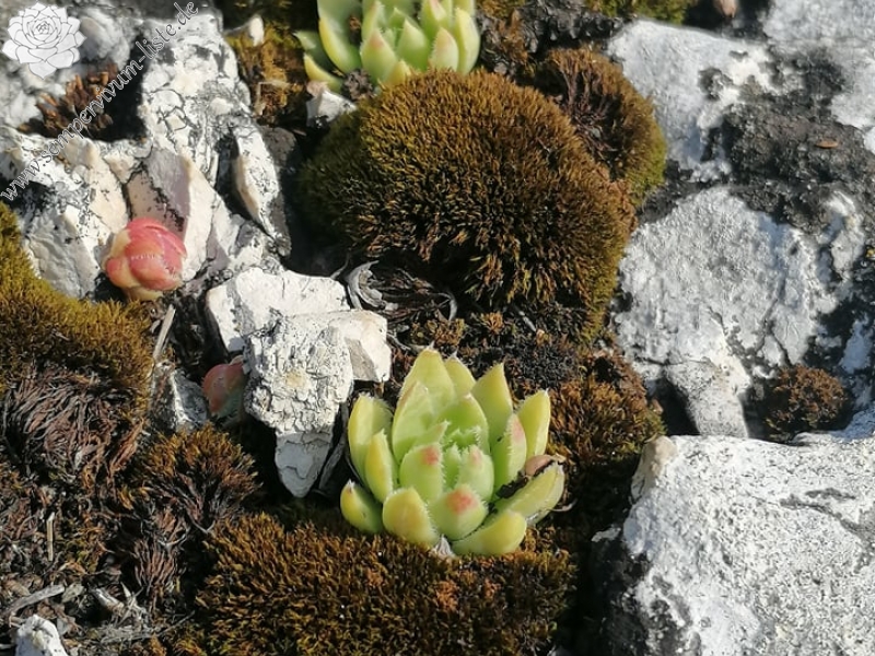 globiferum ssp. hirtum (hirtum) from Csákberény
