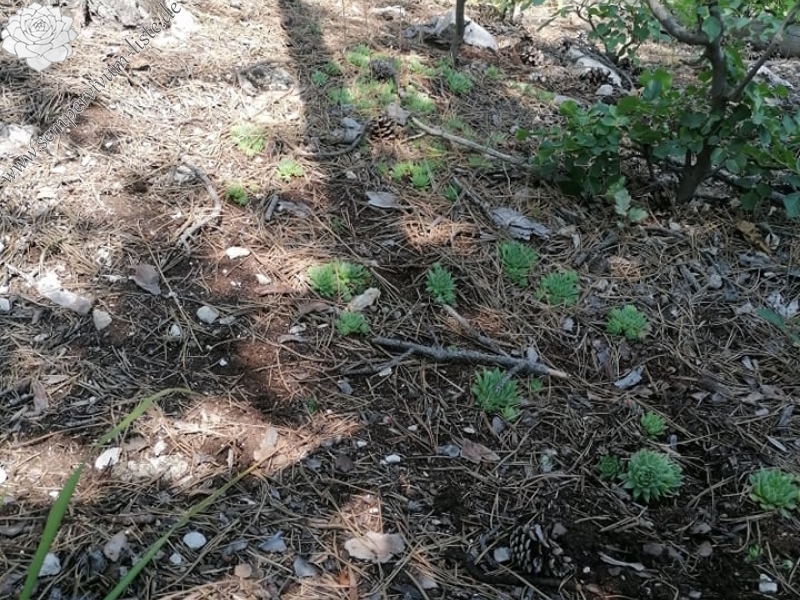 globiferum ssp. hirtum (hirtum) from Csákberény