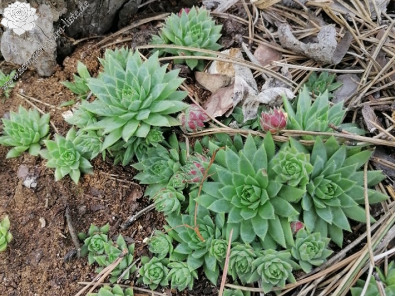 globiferum ssp. hirtum (hirtum) from Csákberény