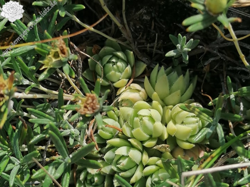 globiferum ssp. hirtum (hirtum) from Csákberény