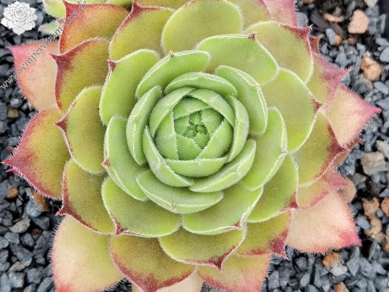 Korspelse Colette Rais