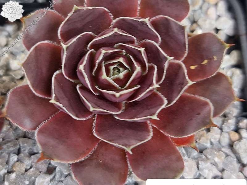 Korspelse Dylka / Jovi