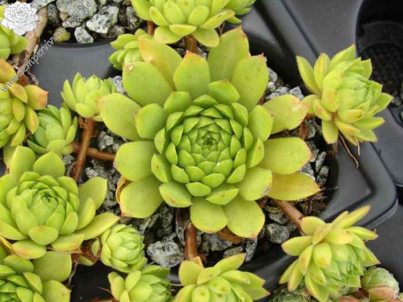 rupicolum from Livigno