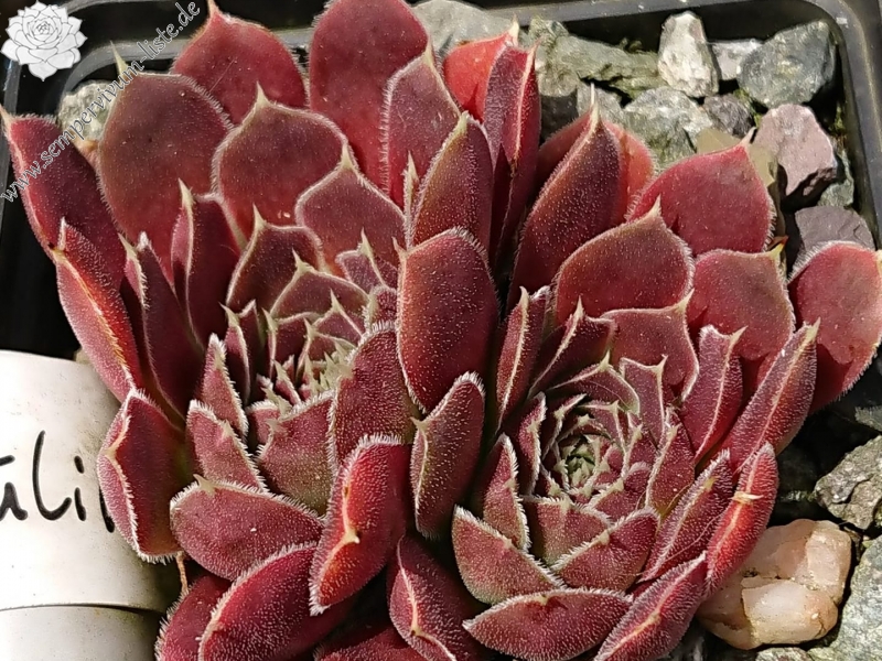 Samulin