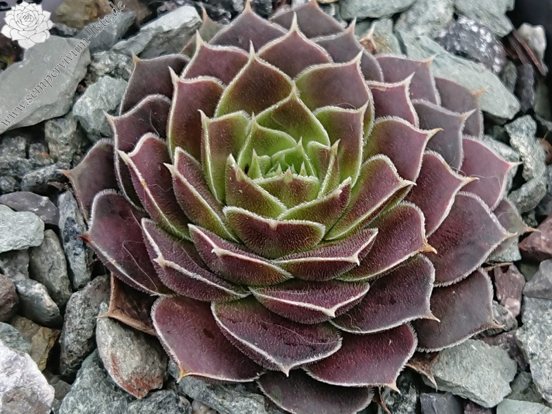 Souvereign