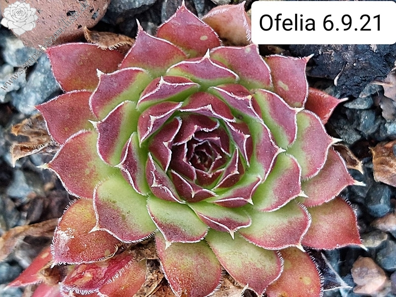 Ofelia / Jovi