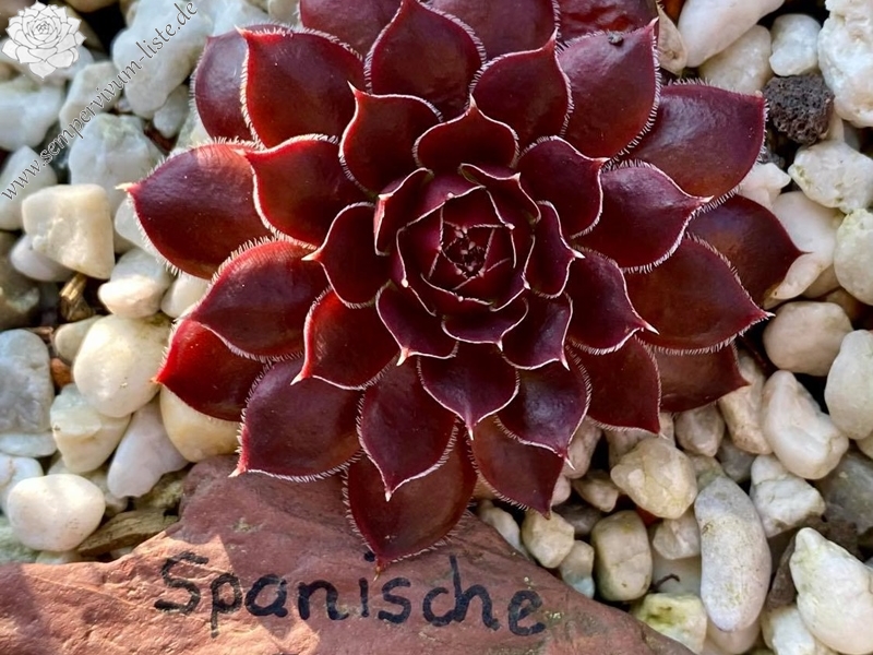 Spanische Flagge / Jovi