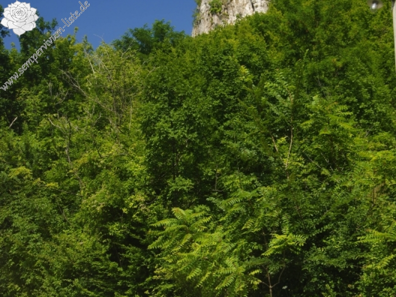 Reisebericht: Lešje, Berg Baba