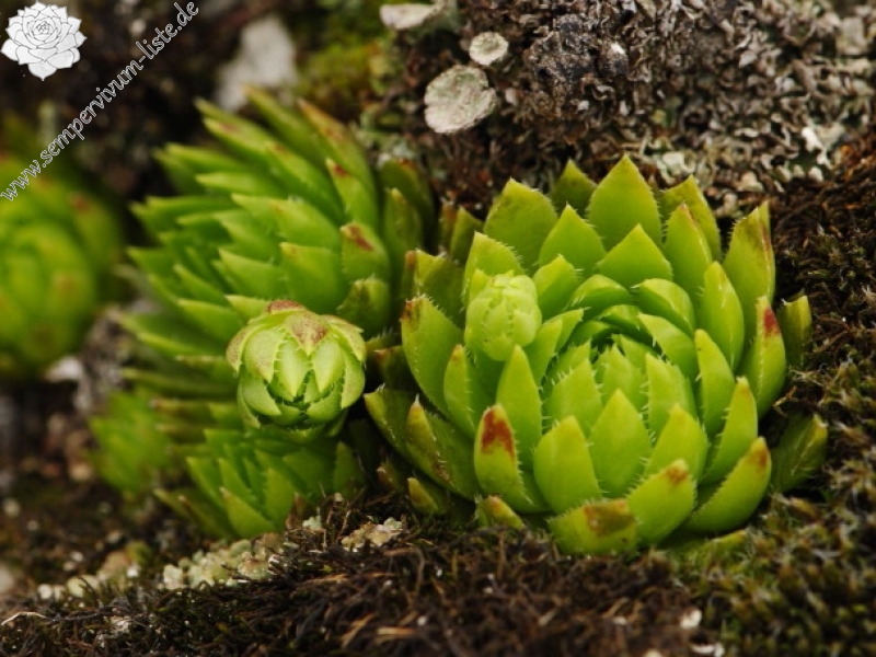 globiferum ssp. hirtum (preissianum) from Malý Fatranský Kriváň