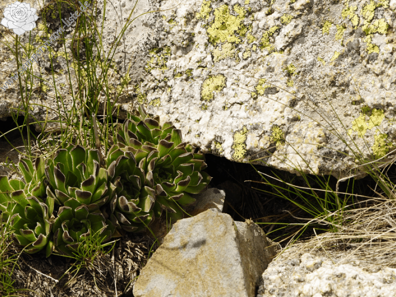 heuffelii from Stiv, Gipfel