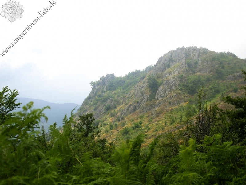 heuffelii from Veliki krš