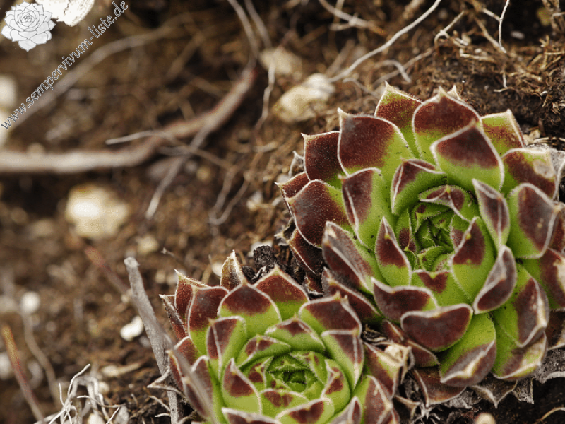 heuffelii from Stiv, Gipfel