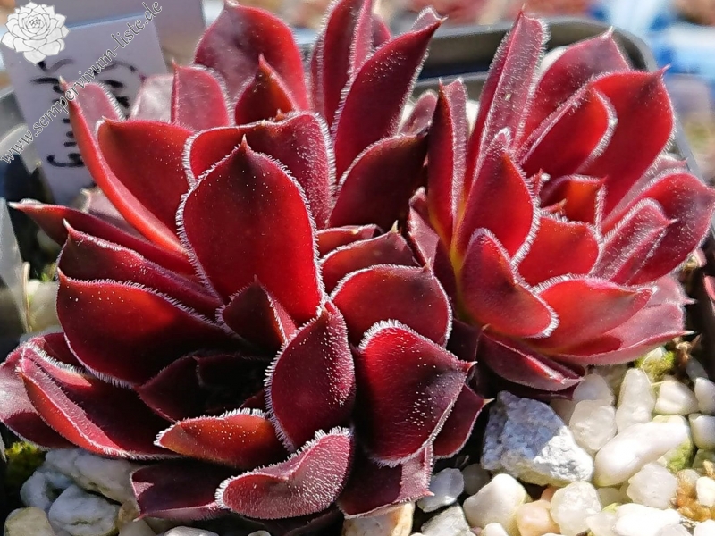 Korspel Spring Festival