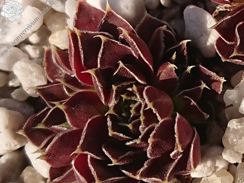 Korspelse Gipsy Rose