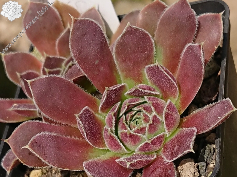 Korspelse Gipsy Rose