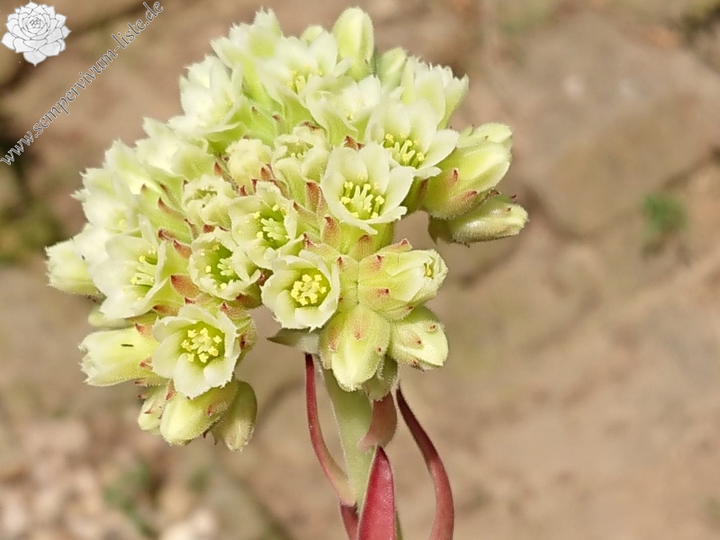 Korspelse Gipsy Rose