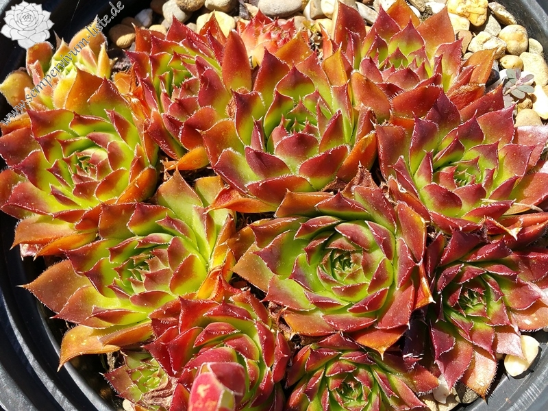 Filigreen / Jovi