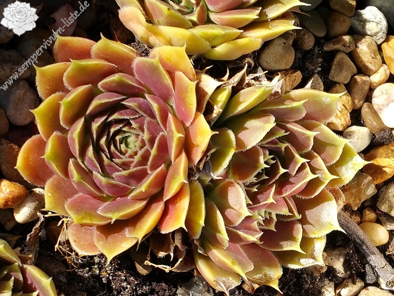 Giuseppi Spiny / Jovi