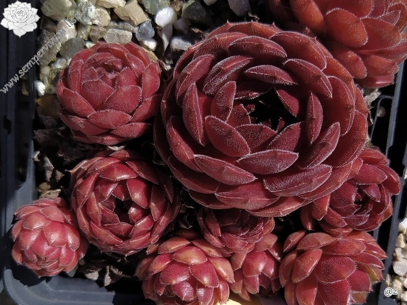 Korspelse Ecenur-Medine