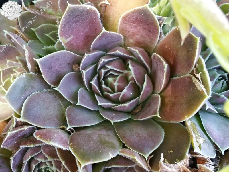 Grandma Smits / Jovi