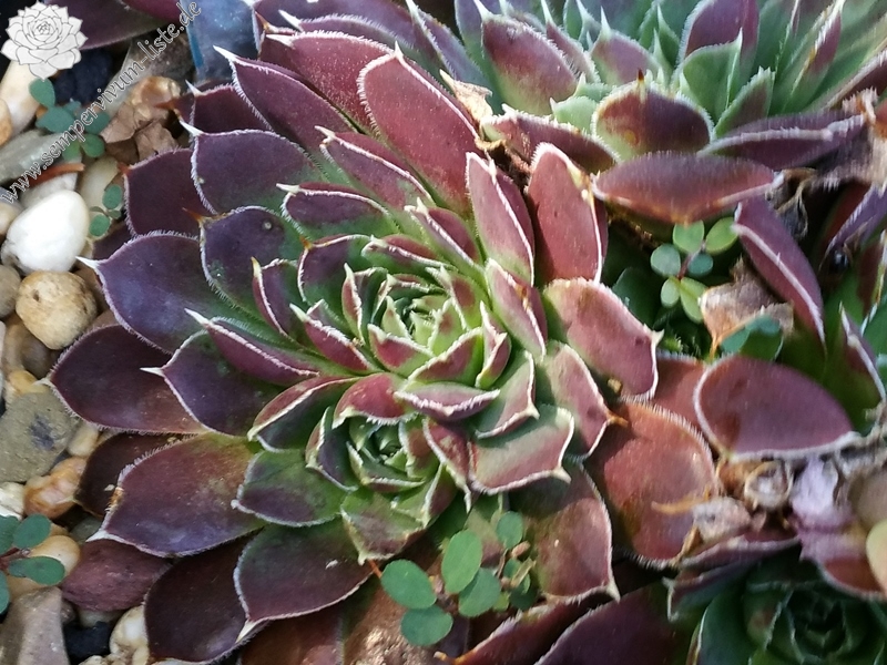 Grandpa Smits / Jovi