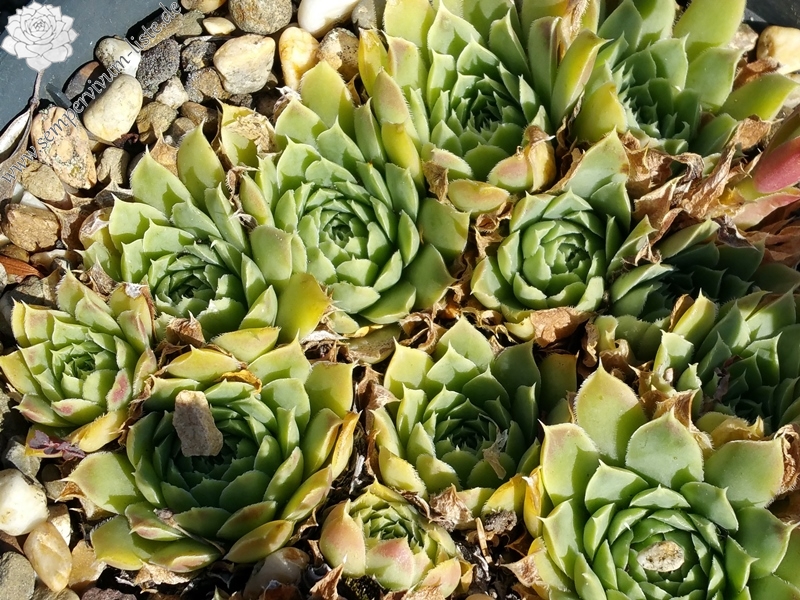 Green Suzanna / Jovi