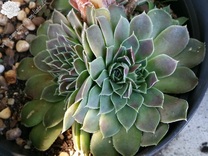 Grizzly / Jovi ( II )