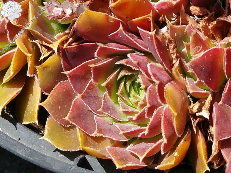 Harald / Jovi