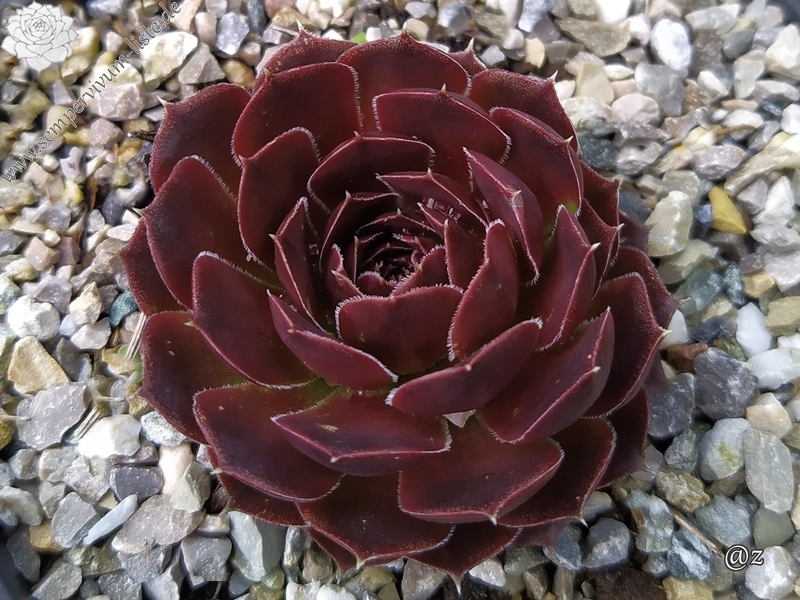 Korspelse Zebea / Jovi