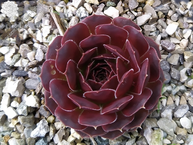 Korspelse Zilpa / Jovi