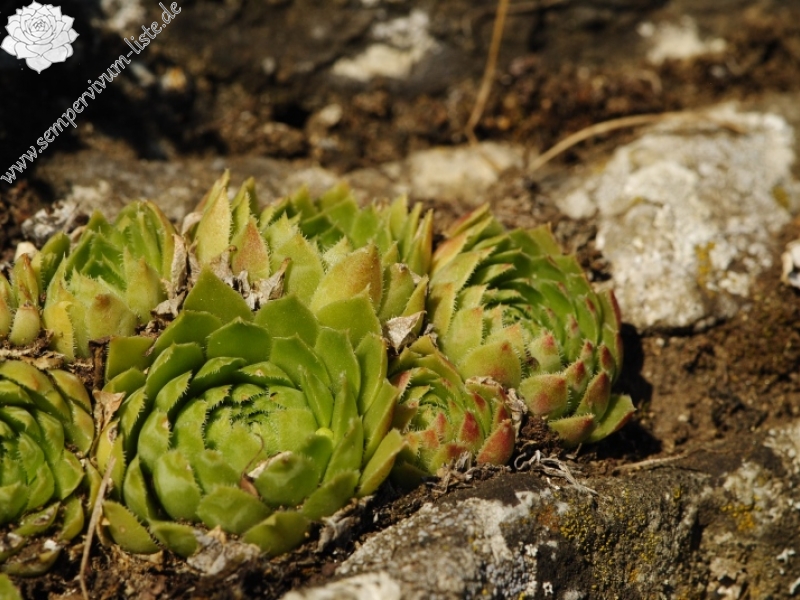 globiferum ssp. globiferum from Rabí (Podrabský mlýn)