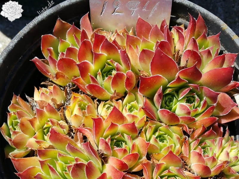 Nursery Van Delft / Jovi